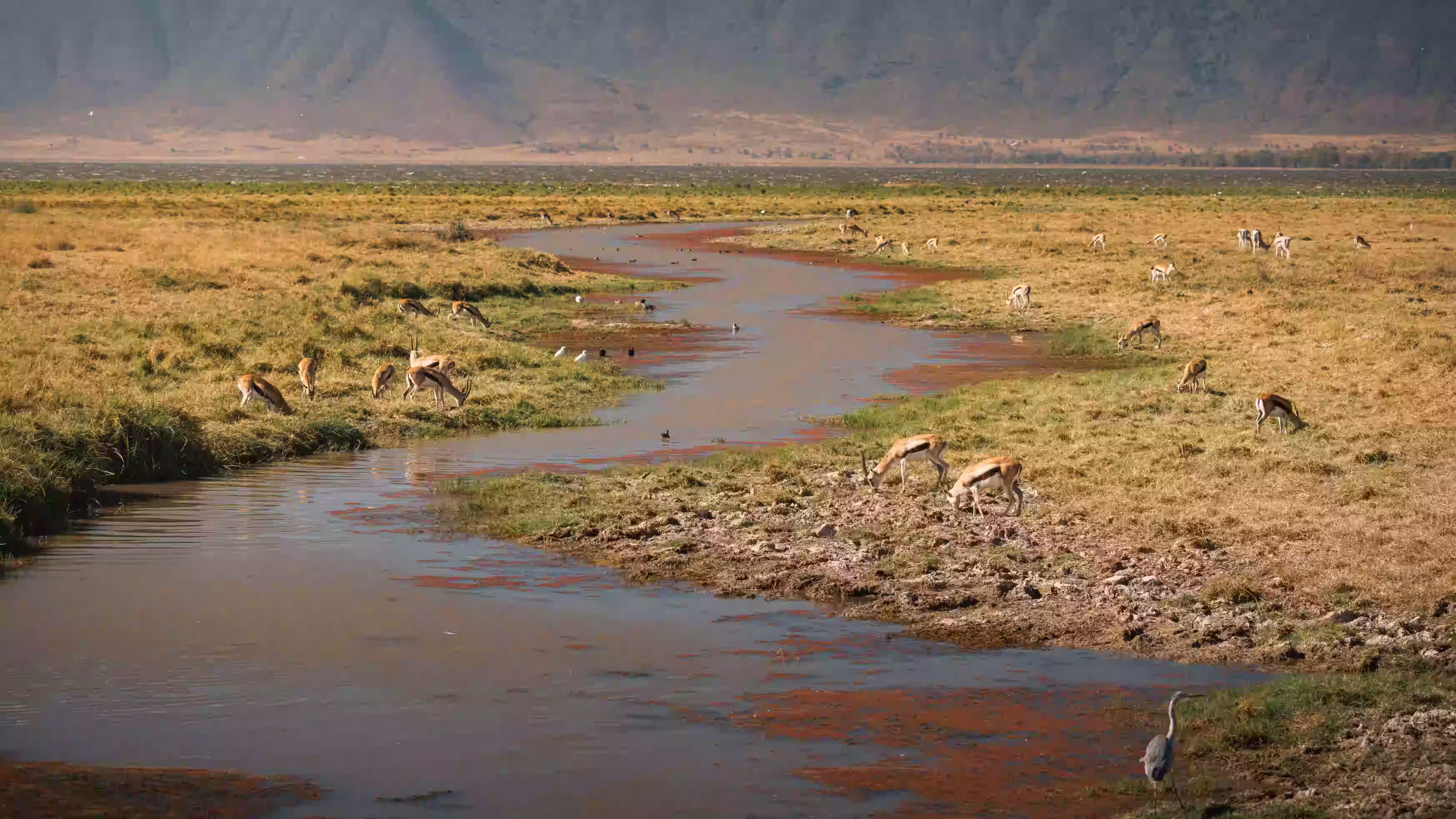 thomson-s-gazelles-grazing-in-ngorongoro-crater-t-2025-08-10-10-46-47-utc