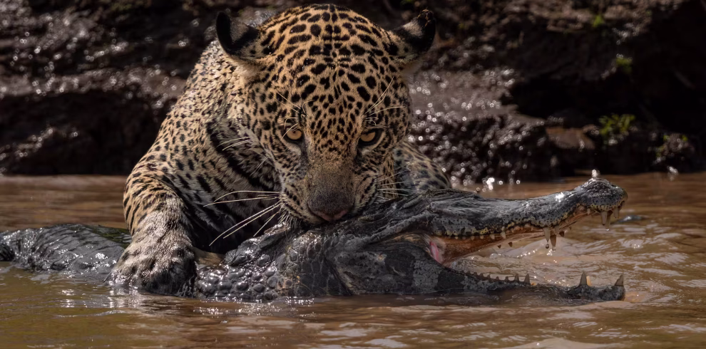 jaguar-hunting-a-caiman-2025-10-04-23-58-13-utc