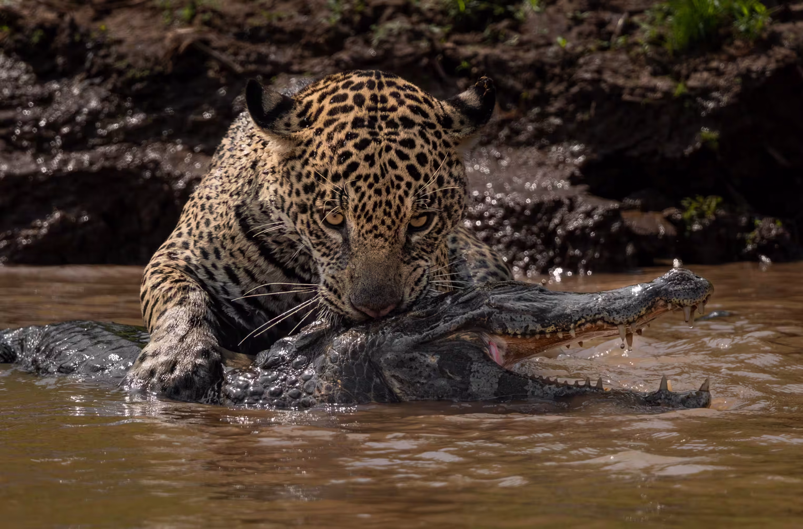 jaguar-hunting-a-caiman-2025-10-04-23-58-13-utc