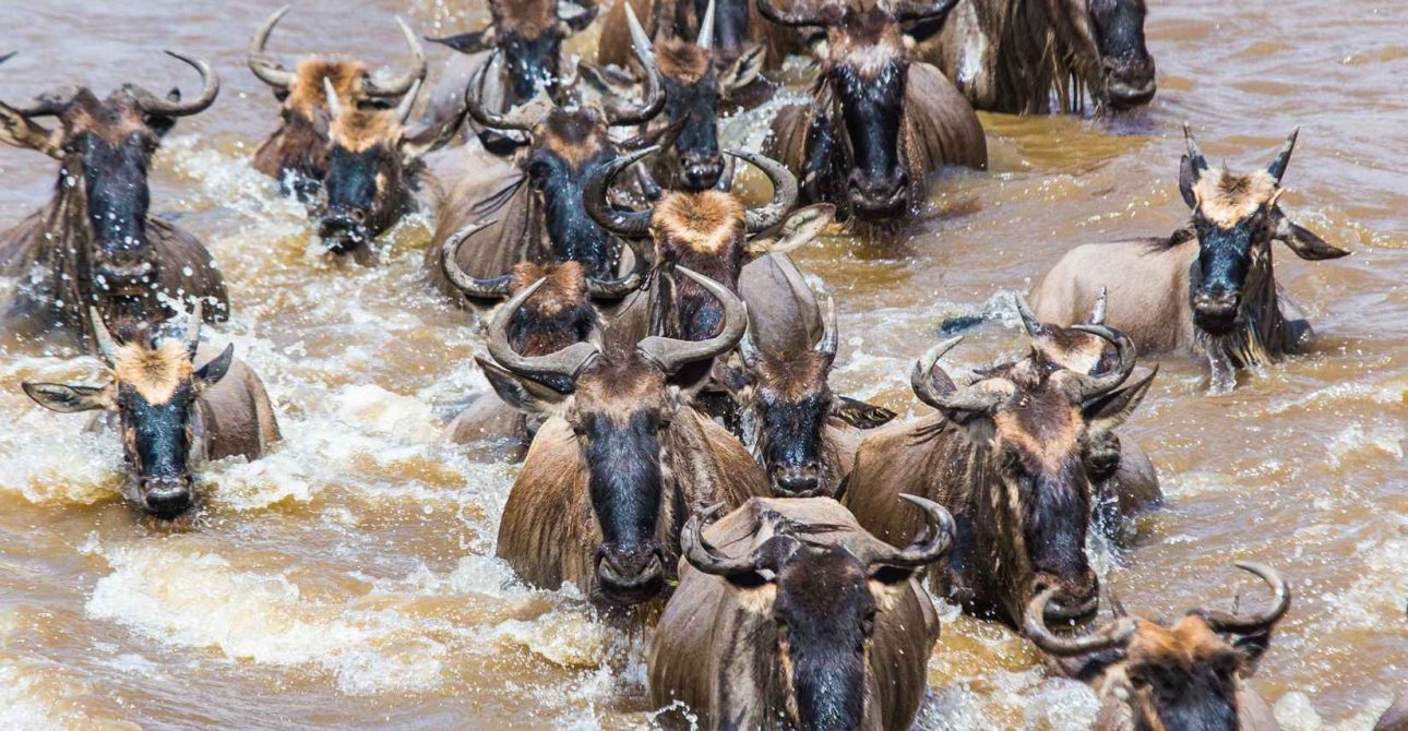 Wildebeests are crossing river. Great Migration. Tanzania.