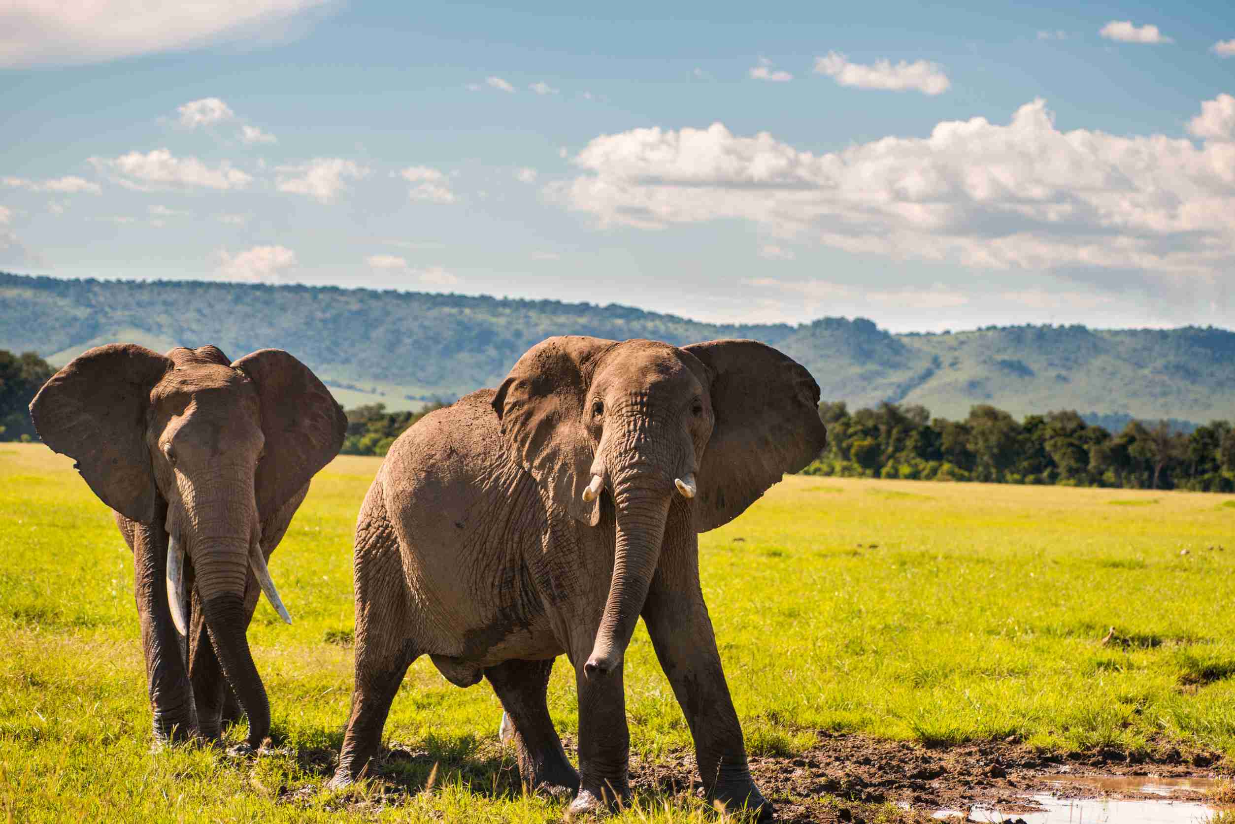 Family of elephants in Kenya Africa Serengeti Nature Park