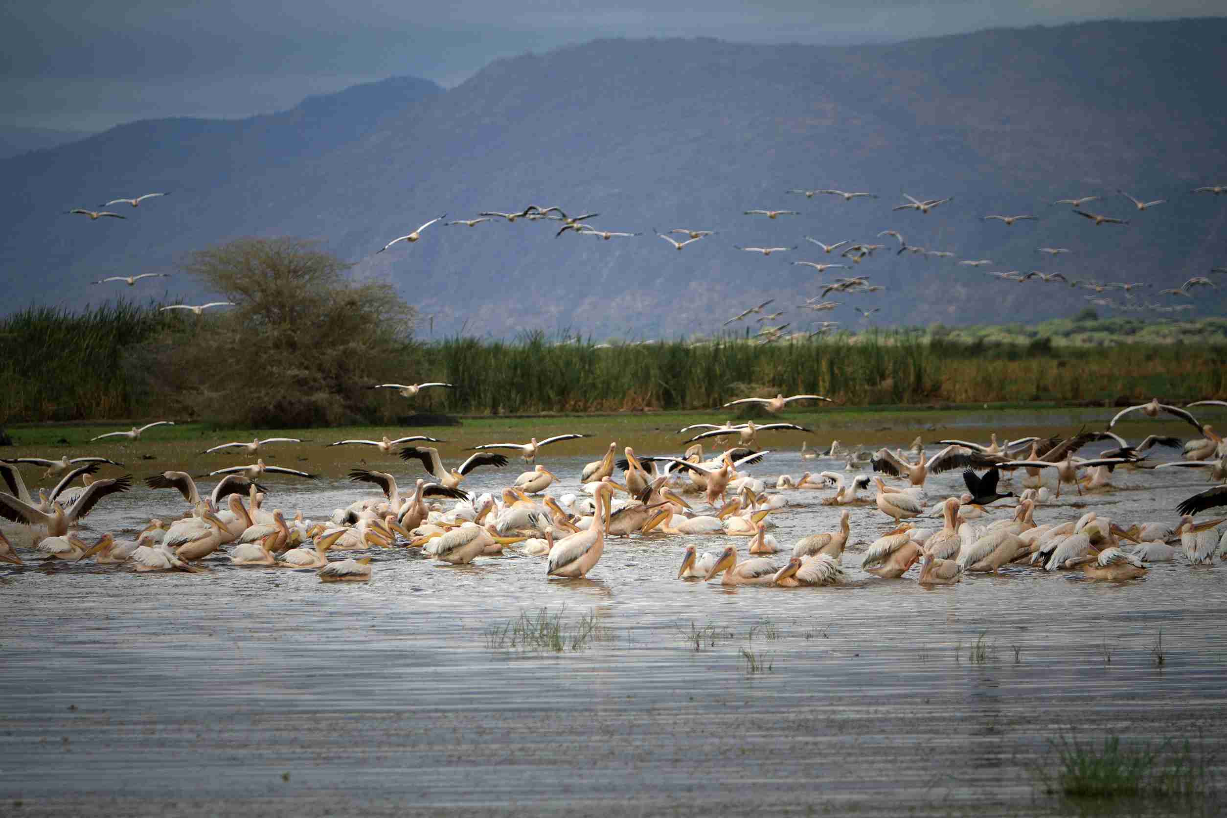 pelicans at Manyara Lake - Tanzania