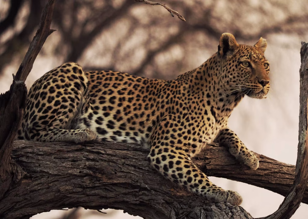 a-beautiful-and-breathtaking-botswana-wildlife-pi-2025-02-19-23-41-05-utc