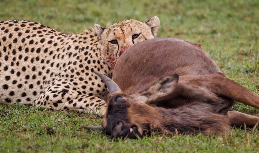 a-cheetah-in-africa-2025-03-09-17-04-40-utc