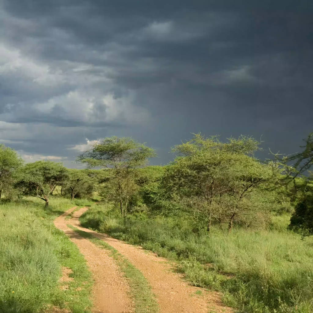 road-through-the-serengeti-reserve-2024-09-26-18-58-23-utc