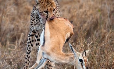 6-Day-Tanzania-signature-Safari