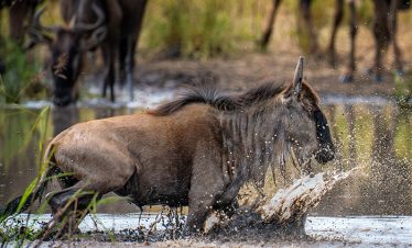 9-Day-Wildebeest-Migration-And-Cultural-Safari
