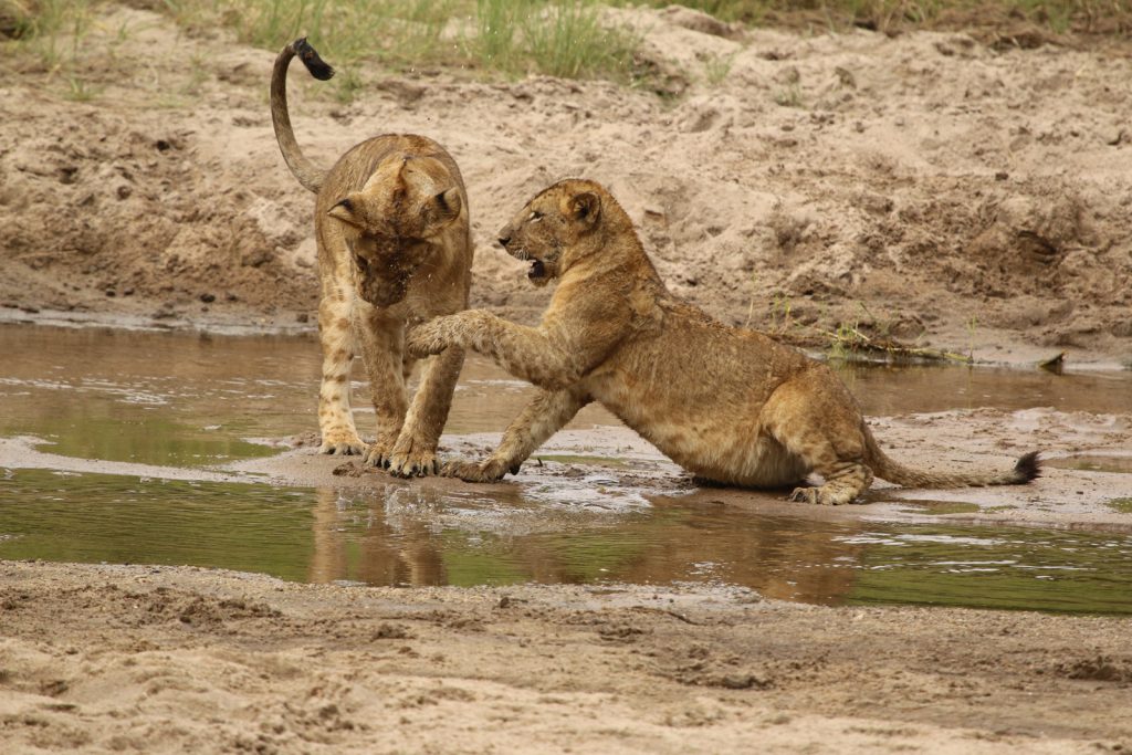 Safari vehicle viewing wildlife in Nyerere National Park before Mafia Island extension Tanzania