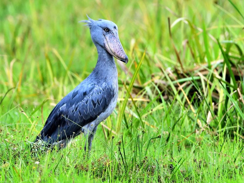 Colorful birds in mangrove forest on Mafia Island Tanzania