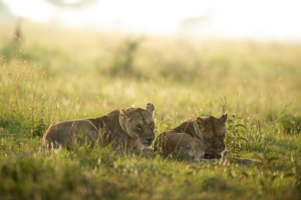 Lion pride with cubs in Serengeti National Park, Tanzania