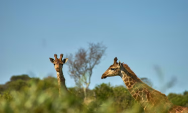 wolfgang-hasselmann-2hOhYUQjxFA-unsplash