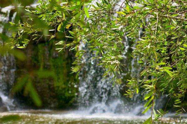 Native tree branch in front of natural waterfall in a lake