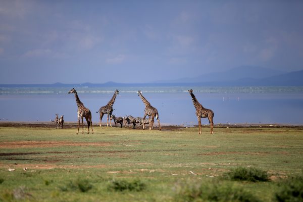 Giraffe family in the Lake Manyara National Park - Best of Tanzania