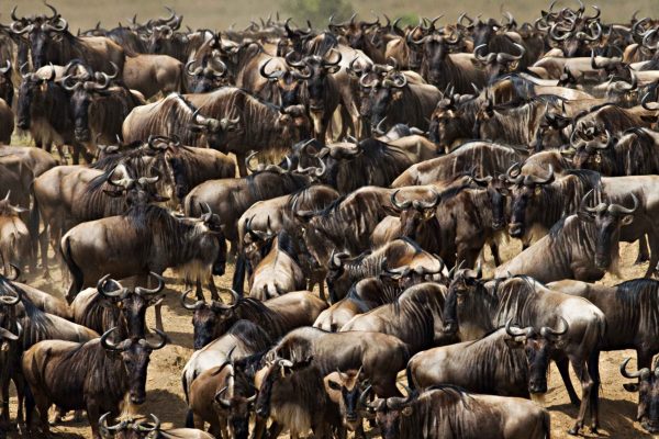 Big herd of wildebeest in the savannah. Great Migration. Kenya. Tanzania.