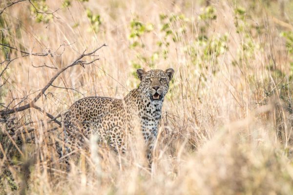 A Leopard blending in in the high grass