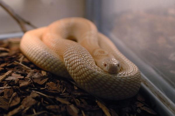 yellow snake lying in spiral in terrarium in M
eserani