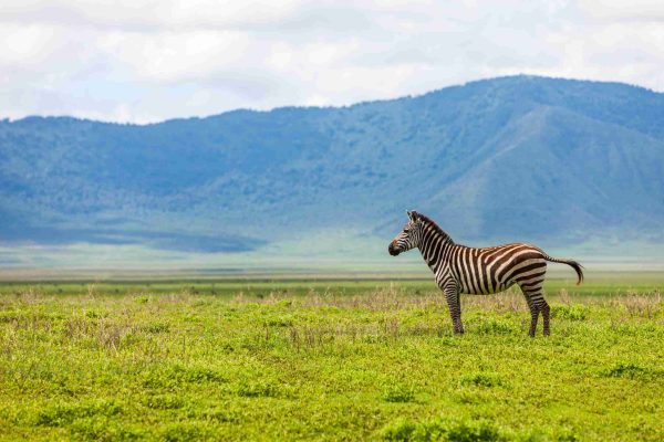 Zebra in Ngorongoro conservation area, Tanzania