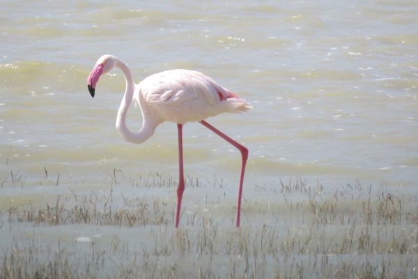 IMG_0946_