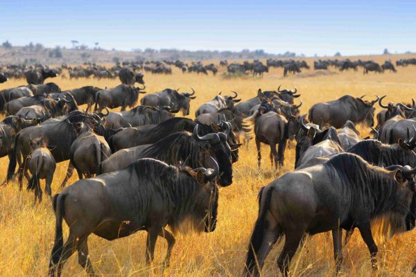 Great migration of antelopes wildebeest, Masai Mara, Kenya